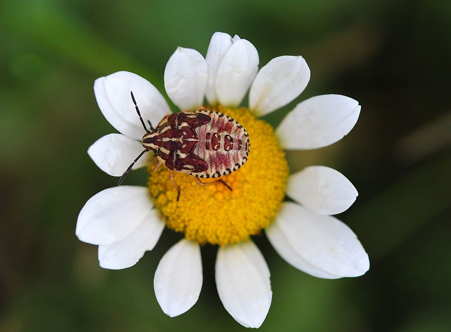 La vita in un fiore: terza parte